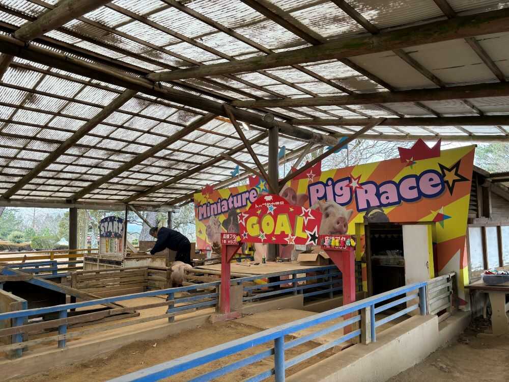 pig race2